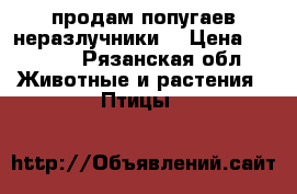 продам попугаев неразлучники  › Цена ­ 2 000 - Рязанская обл. Животные и растения » Птицы   